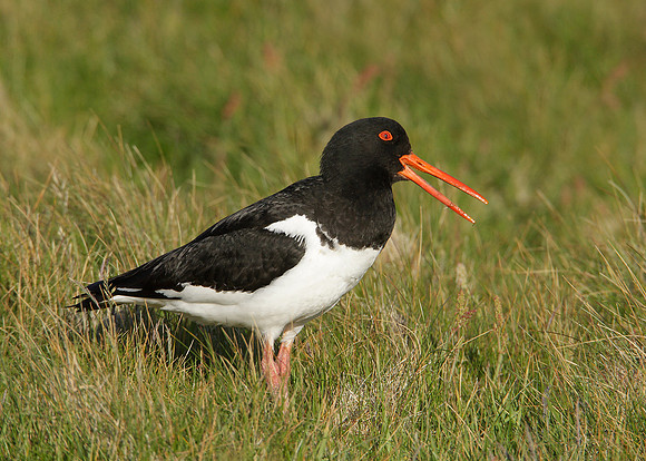 Oystercatcher Haematopus ostralegus