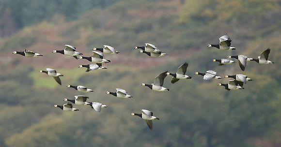 Barnacle Goose Branta leucopsis