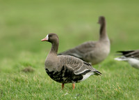 White-fronted Goose Anser albifrons