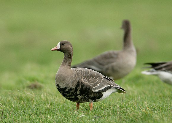 White-fronted Goose Anser albifrons