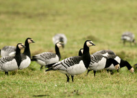 Barnacle Goose Branta leucopsis
