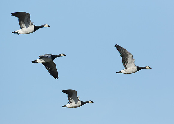 Barnacle Goose Branta leucopsis