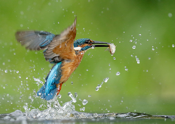 Kingfisher Alcedo atthis