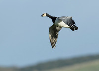 Barnacle Goose Branta leucopsis