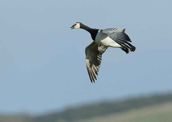 Barnacle Goose Branta leucopsis