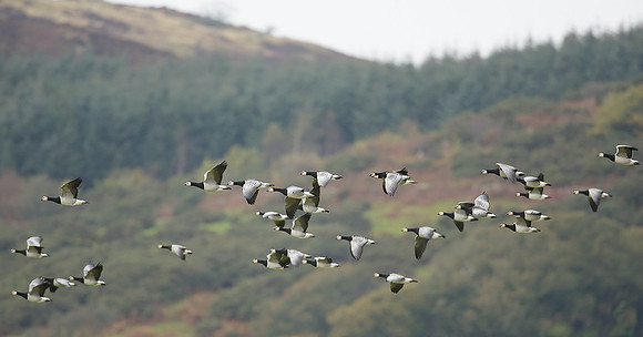 Barnacle Goose Branta leucopsis
