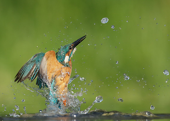 Kingfisher Alcedo atthis