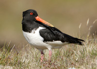 Oystercatcher Haematopus ostralegus