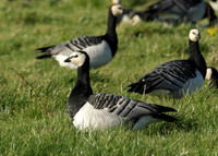 Barnacle Goose Branta leucopsis