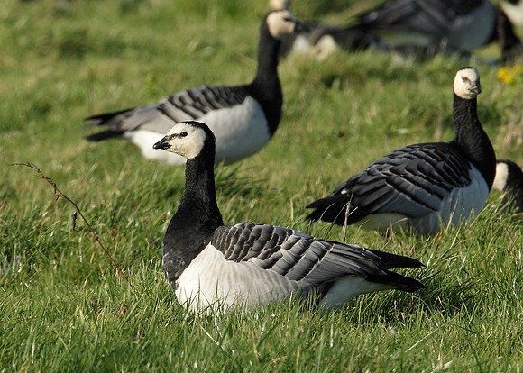 Barnacle Goose Branta leucopsis