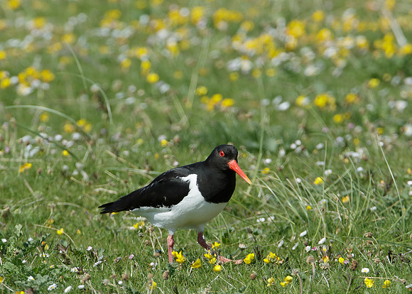Oystercatcher Haematopus ostralegus
