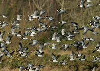 Barnacle Goose Branta leucopsis
