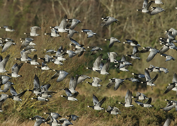 Barnacle Goose Branta leucopsis