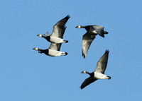 Barnacle Goose Branta leucopsis