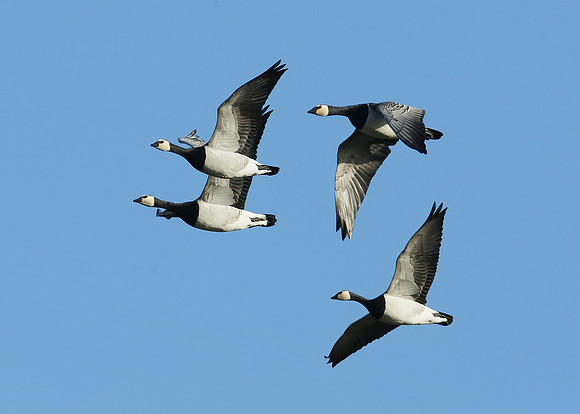 Barnacle Goose Branta leucopsis