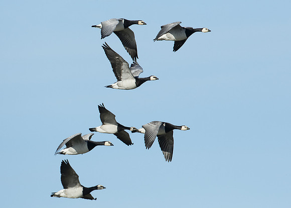 Barnacle Goose Branta leucopsis