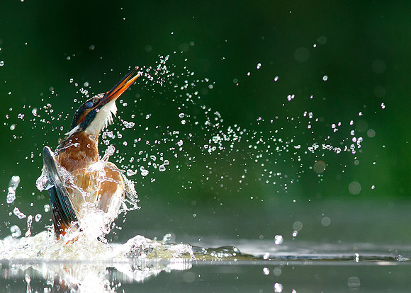 Kingfisher Alcedo atthis