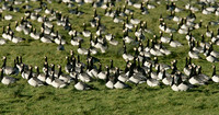 Barnacle Goose Branta leucopsis