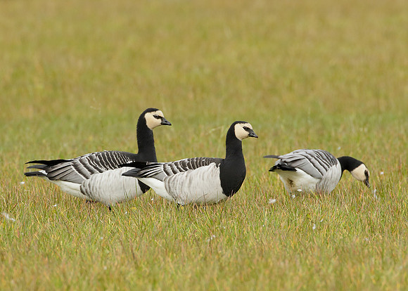 Barnacle Goose Branta leucopsis