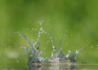 Kingfisher Alcedo atthis