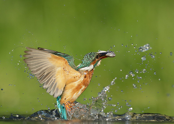 Kingfisher Alcedo atthis
