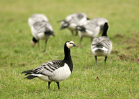 Barnacle Goose Branta leucopsis