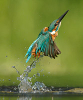 Kingfisher Alcedo atthis