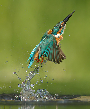 Kingfisher Alcedo atthis
