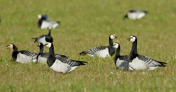 Barnacle Goose Branta leucopsis
