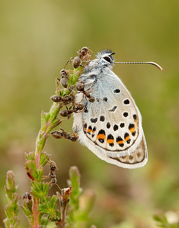 Silver-studded Blue Plebejus argus