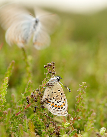 Silver-studded Blue Plebejus argus