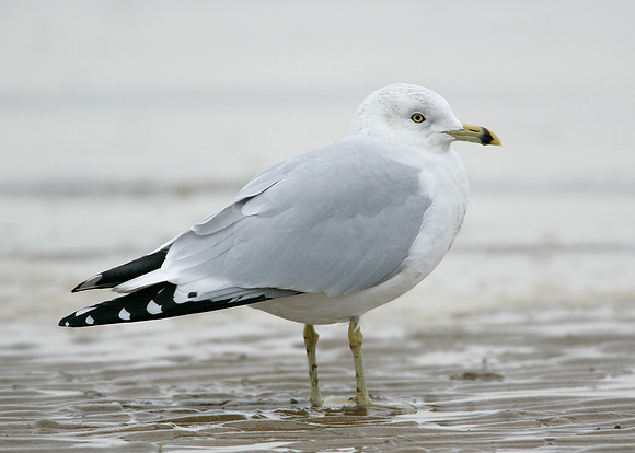 Ring-billed Gull Larus delawarensis