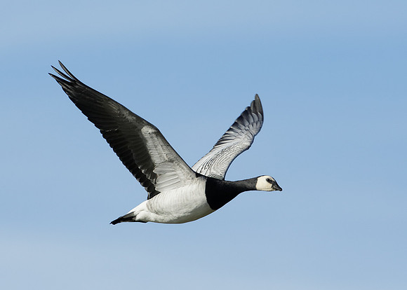 Barnacle Goose Branta leucopsis