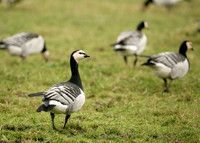 Barnacle Goose Branta leucopsis
