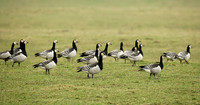 Barnacle Goose Branta leucopsis