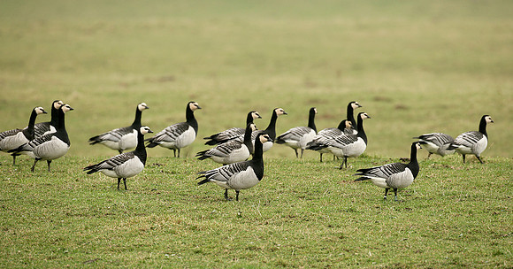 Barnacle Goose Branta leucopsis