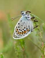 Silver-studded Blue Plebejus argus