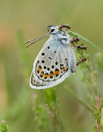 Silver-studded Blue Plebejus argus