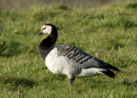 Barnacle Goose Branta leucopsis