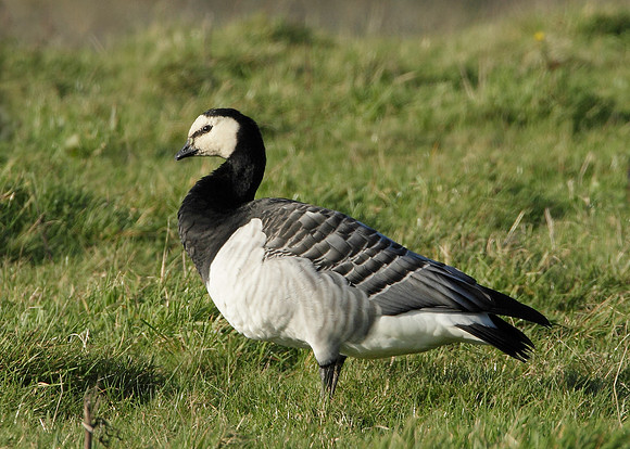 Barnacle Goose Branta leucopsis