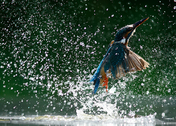 Kingfisher Alcedo atthis