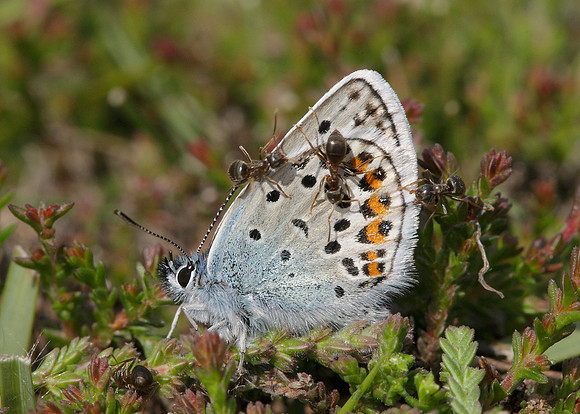 Silver-studded Blue Plebejus argus
