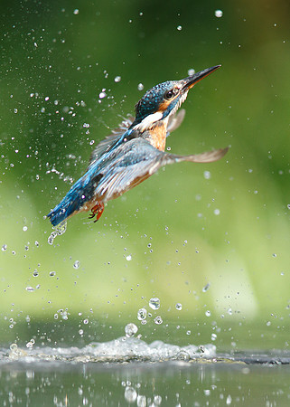 Kingfisher Alcedo atthis