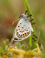 Silver-studded Blue Plebejus argus