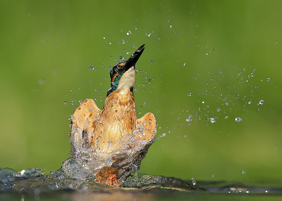 Kingfisher Alcedo atthis