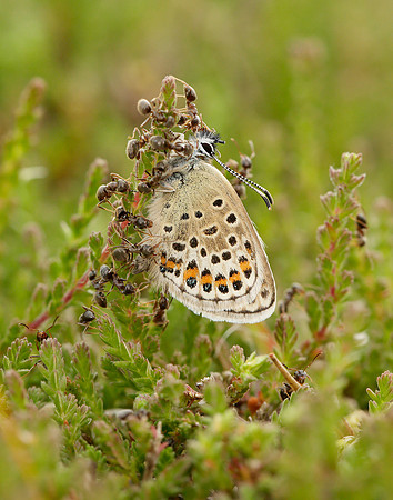Silver-studded Blue Plebejus argus