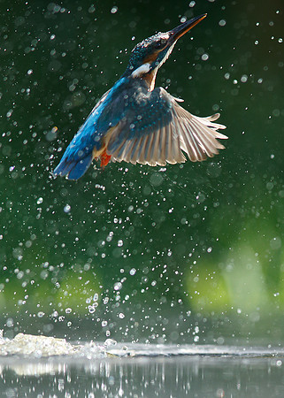 Kingfisher Alcedo atthis