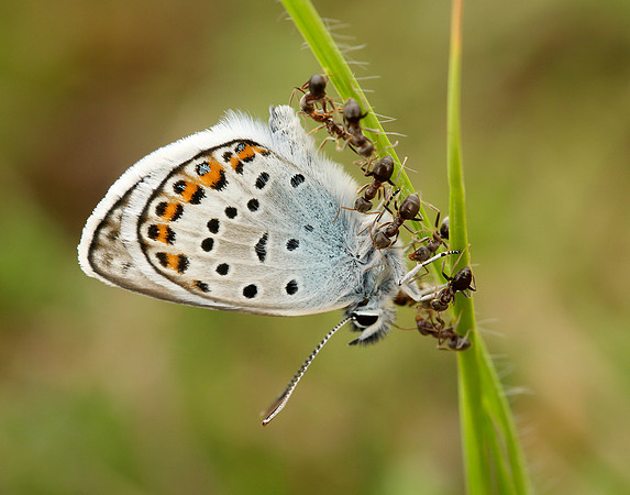 Silver-studded Blue Plebejus argus