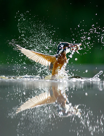 Kingfisher Alcedo atthis
