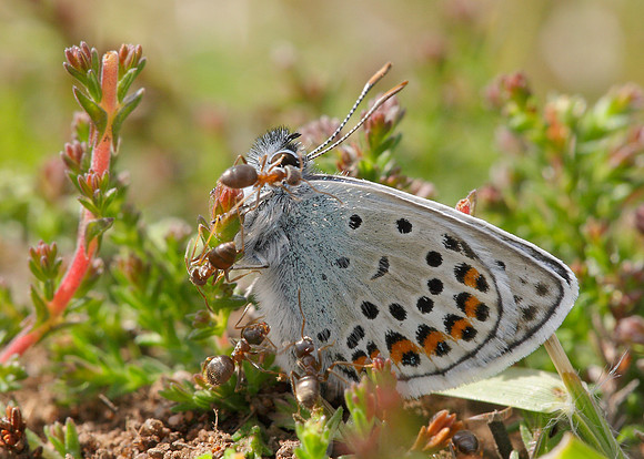 Silver-studded Blue Plebejus argus
